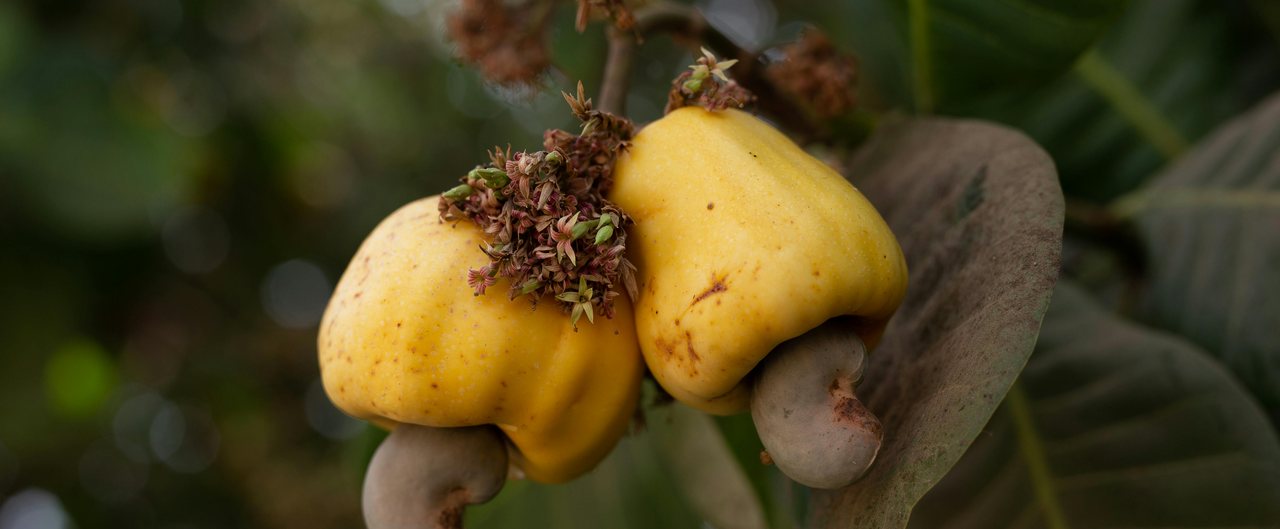 Yellow cashew apples growing on the tree